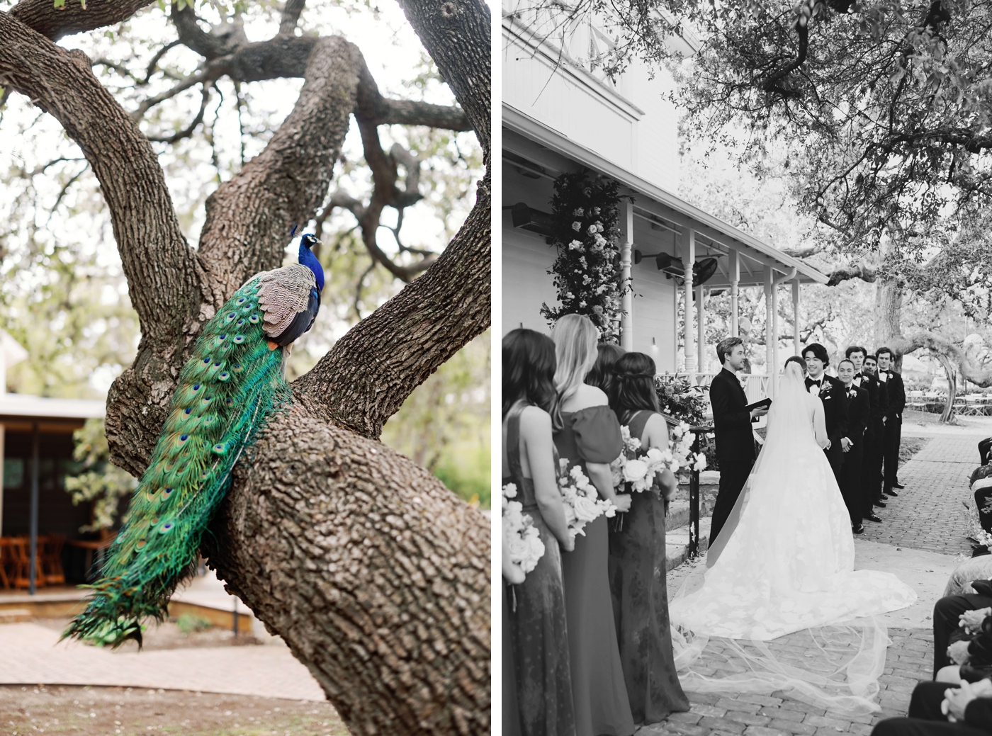 Bride and groom holding hands and exchanging vows outside, with a peacock next to them