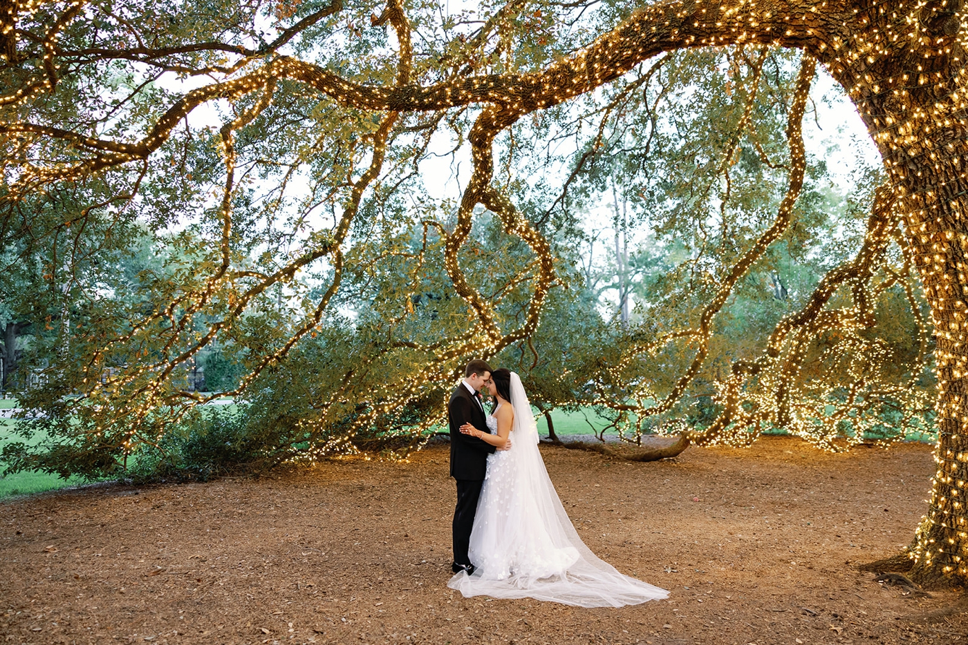 Bride and groom pictures at The Houstonian under the Texas Live Oak